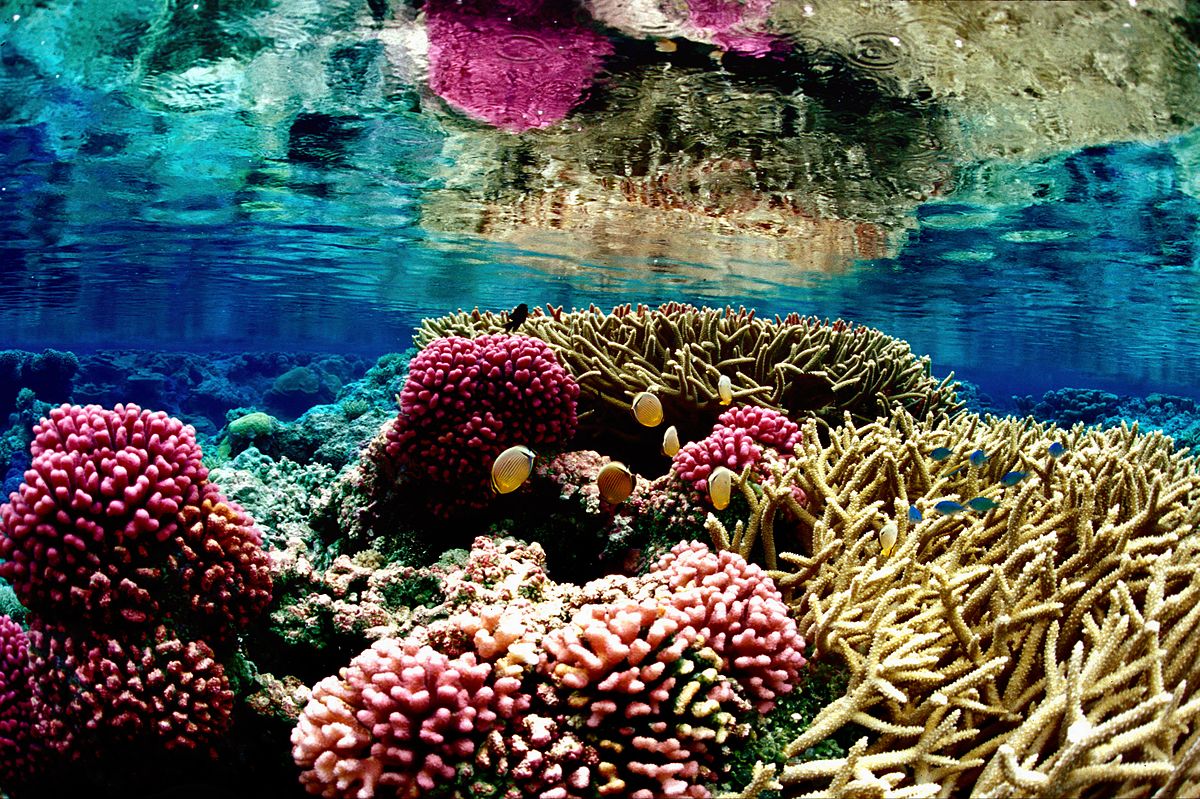Coral reef ecosystem at Palmyra Atoll 