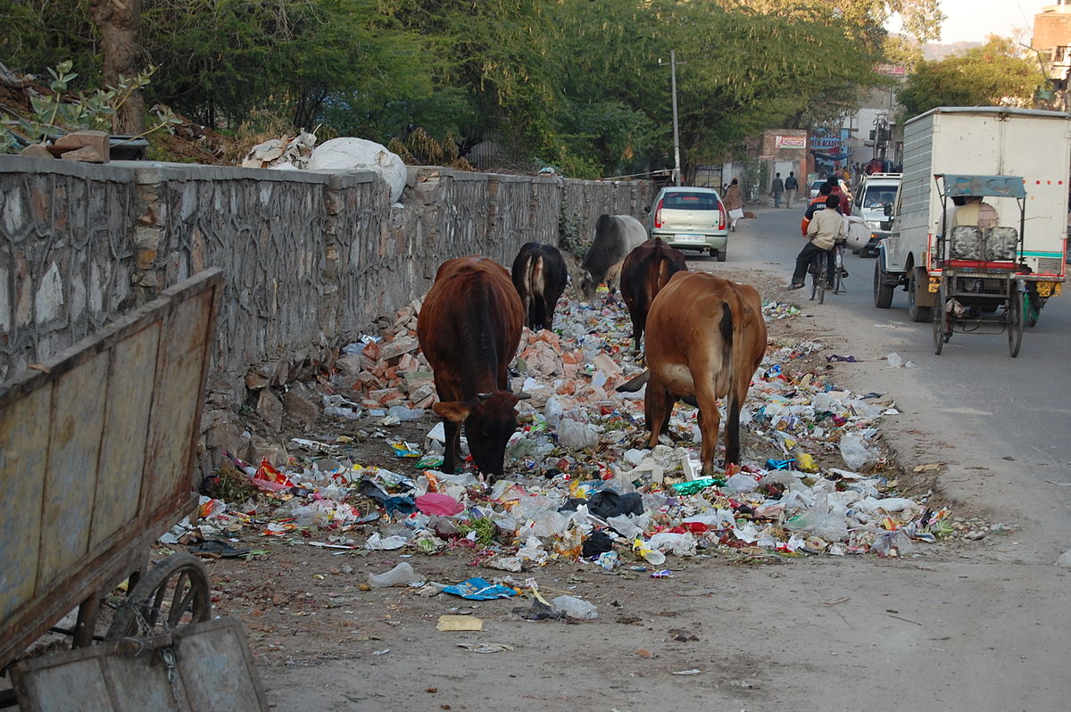 Cows eating trash, Jaipur, India.