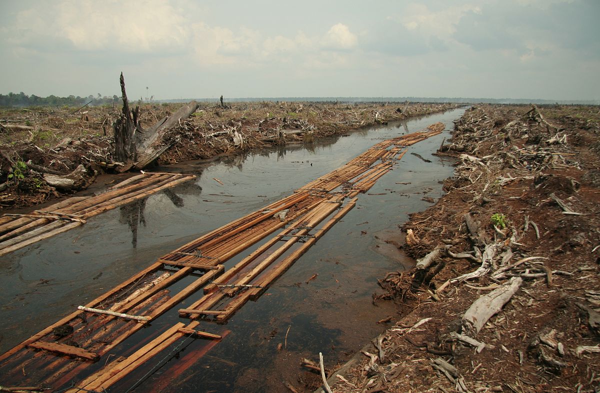 image showing the Riau deforestation