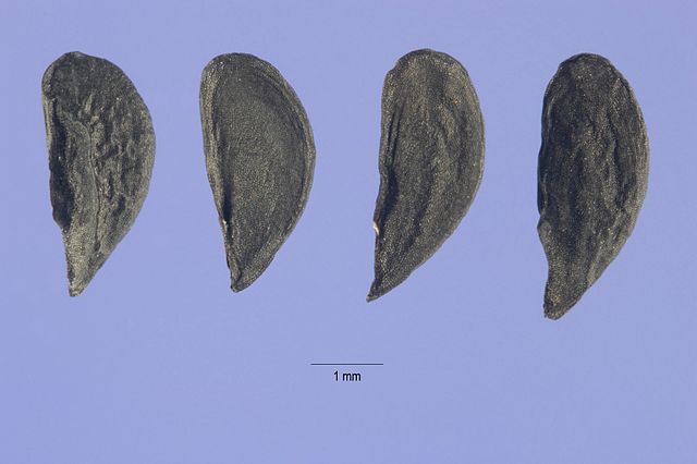 Image of Allium paniculatum seeds