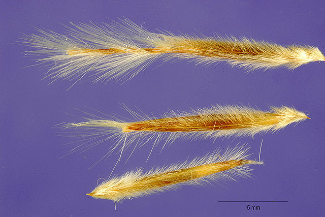 Image of Stipa tenacissima seeds