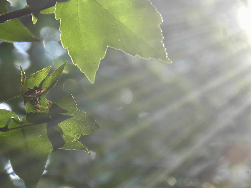 Image of light shining on leaf