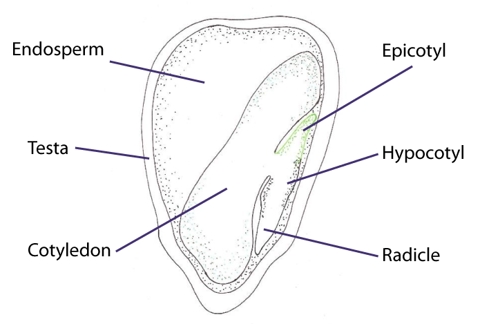 Diagram of a monocotyledon seeds