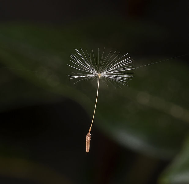 Image of Taraxicum officinale seed