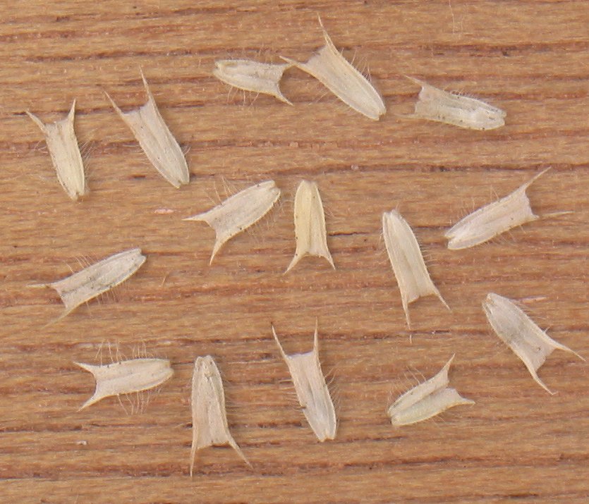 Image of Phleum pratense seeds