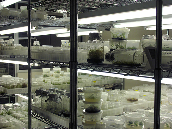 Image of plant science laboratory