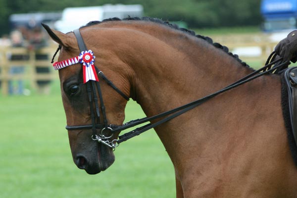 Showing at the Herts county show with double bridle.
