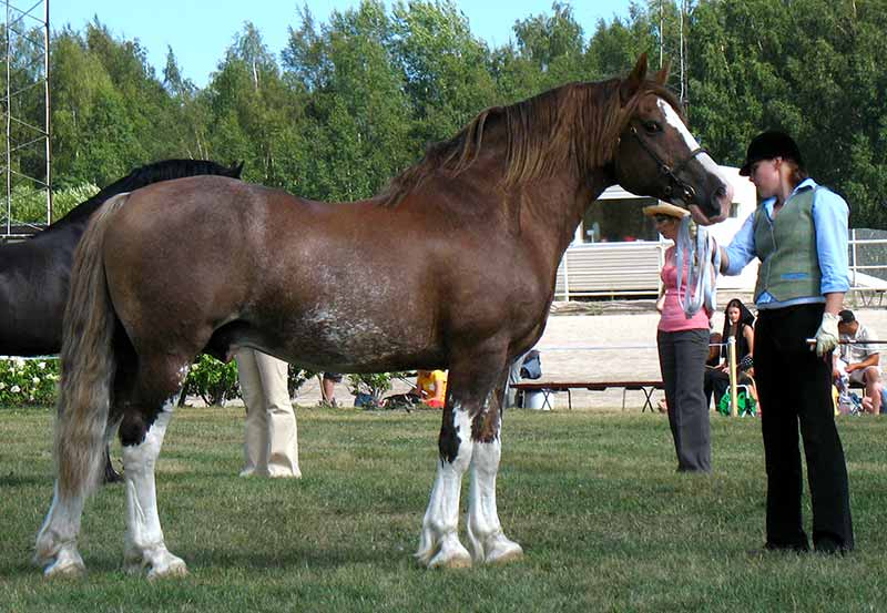 A 14-year-old Welsh Cob stallion at the Vermo Pony Show 2010, best Welsh Cob Stallion and Best Welsh Cob III.