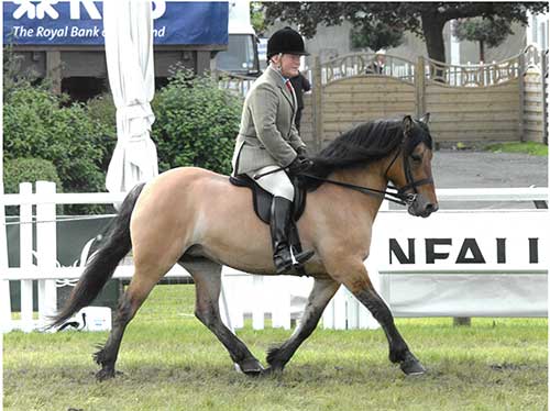 A highland pony wearing a workman like plain bridle and a saddle which is fairly straight cut to show off the pony's shoulder.