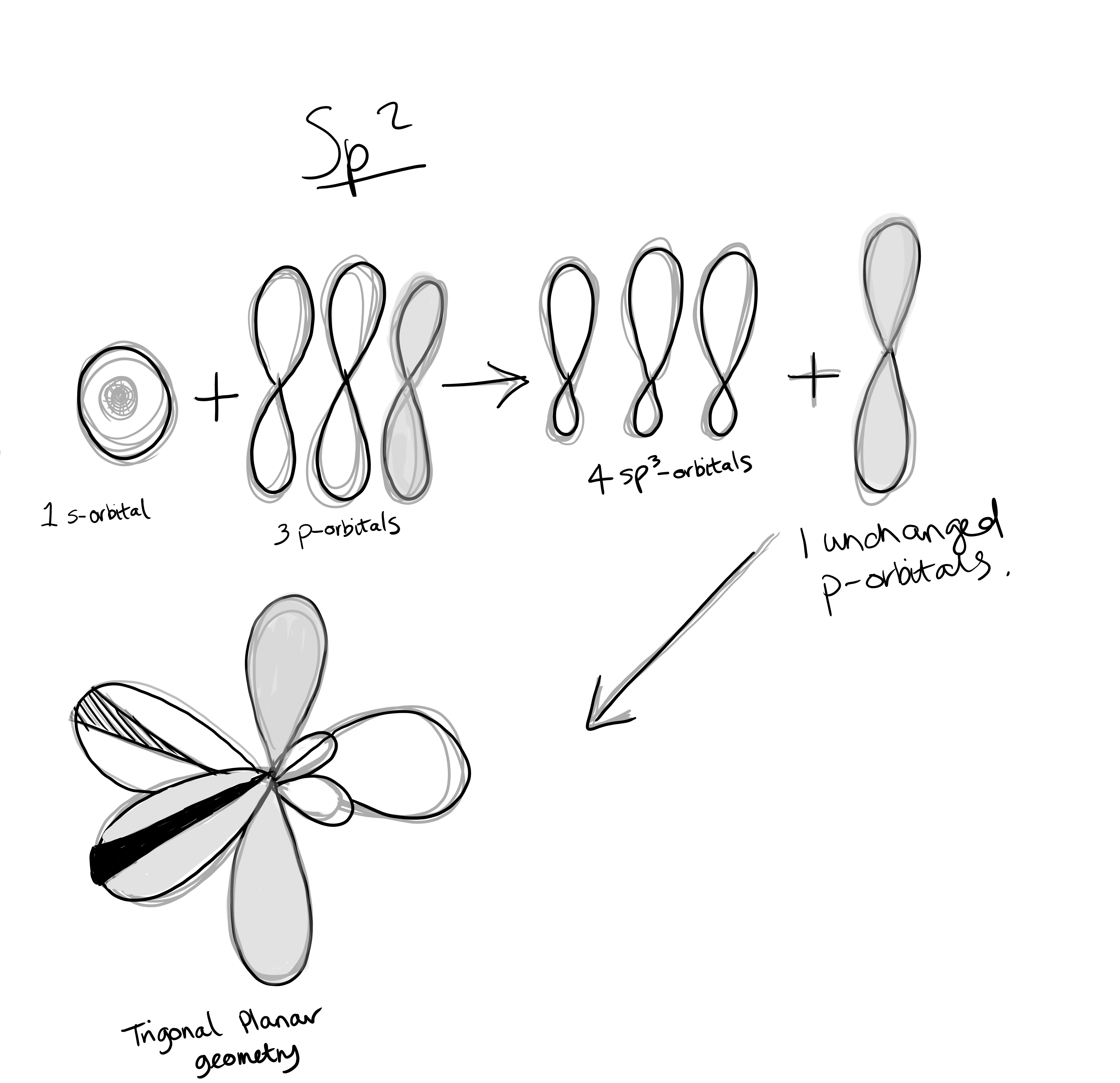 Hybrid orbitals - sp squared