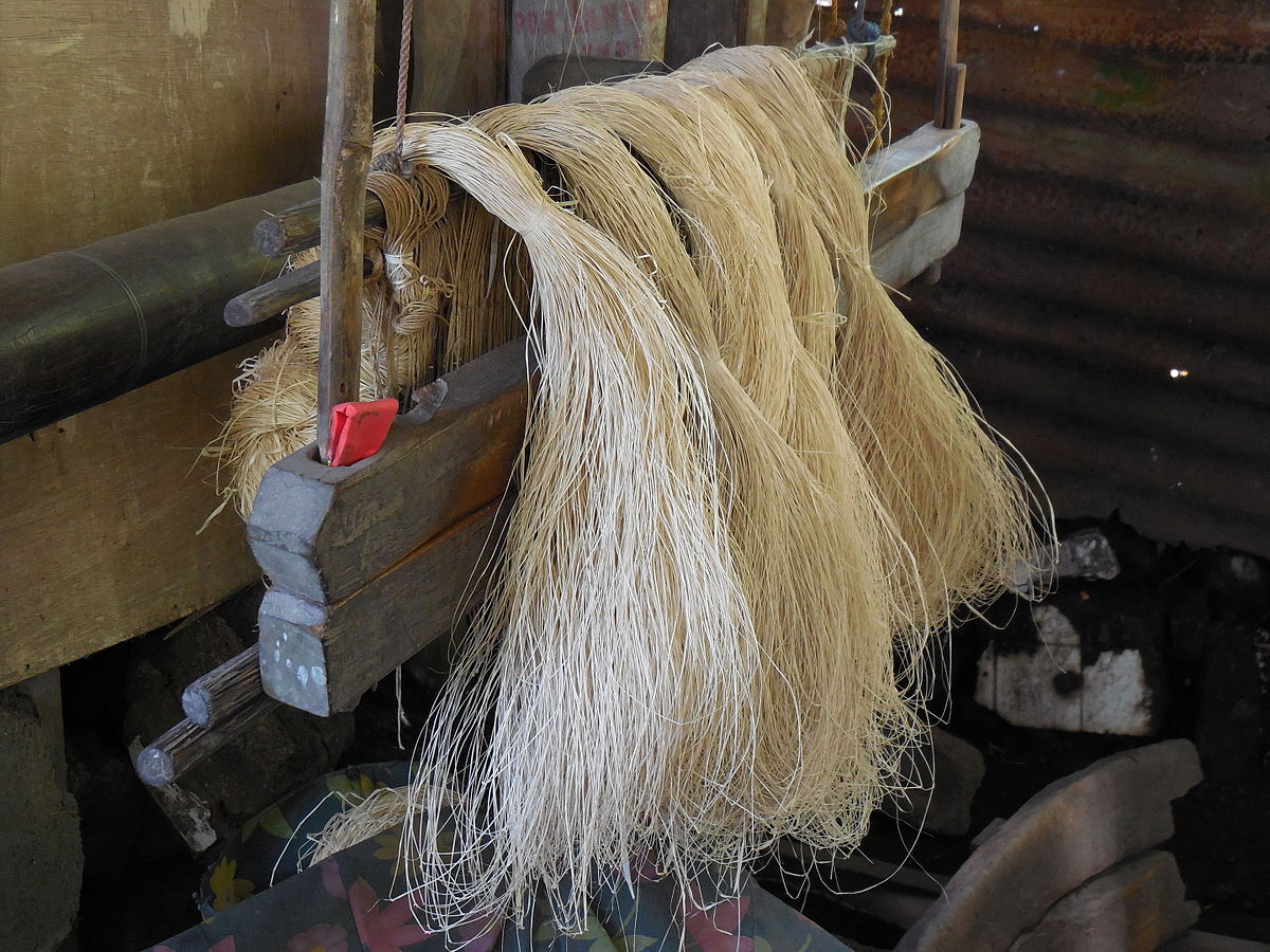 Manila fibres