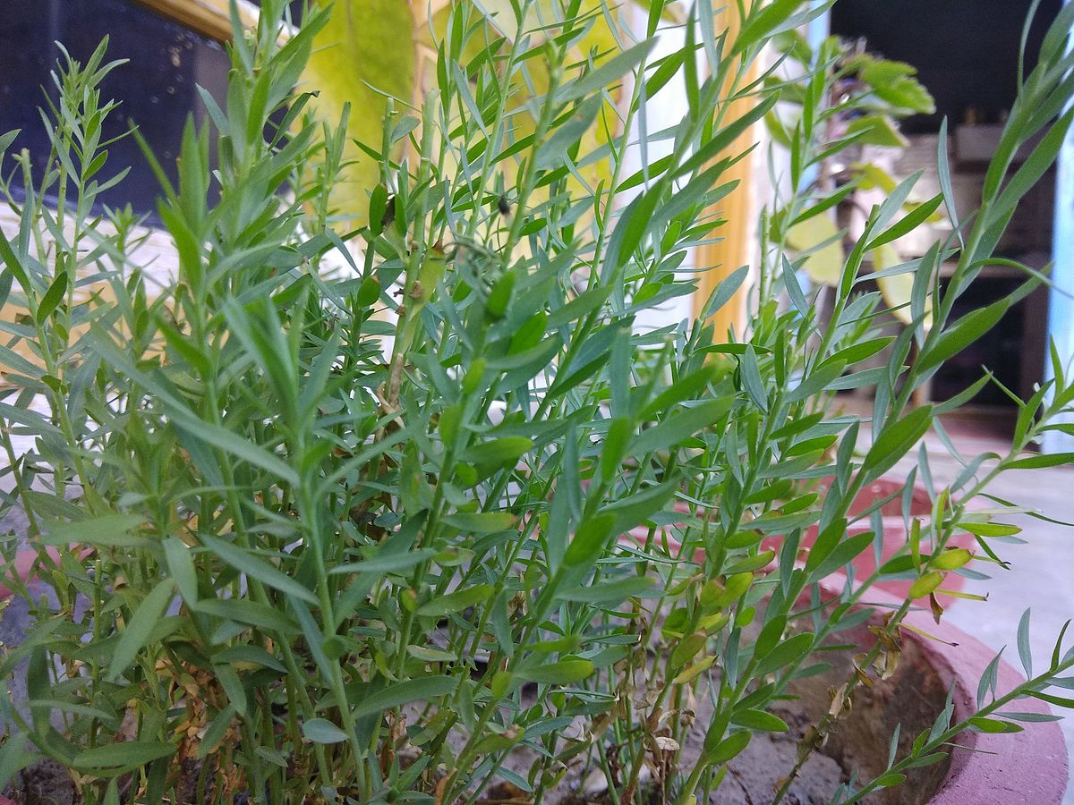 Flax