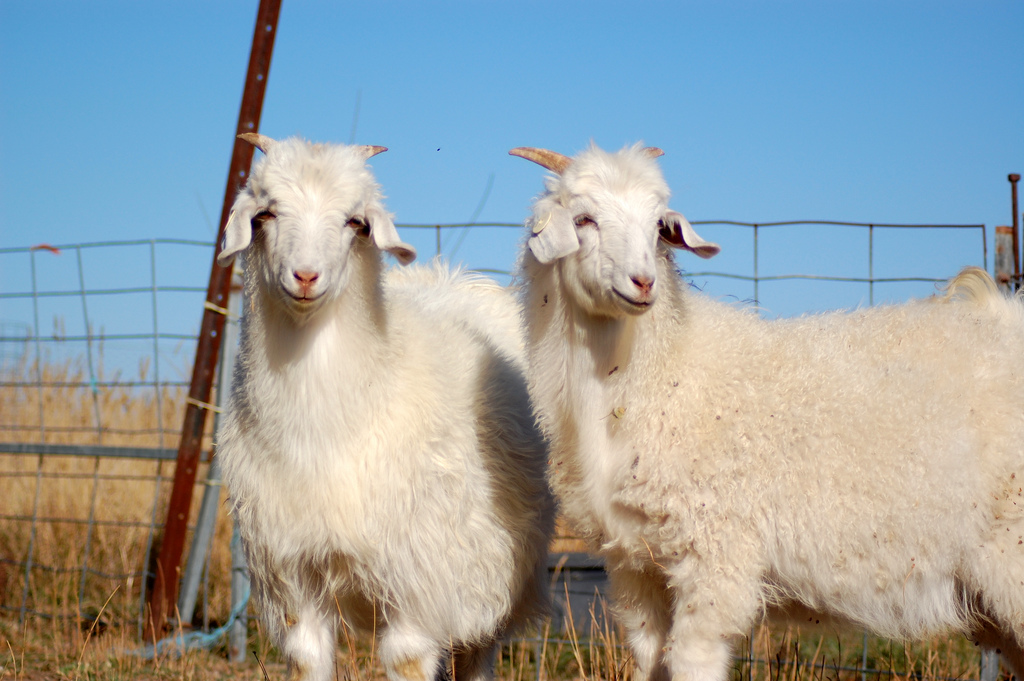 Australian Cashmere Goats