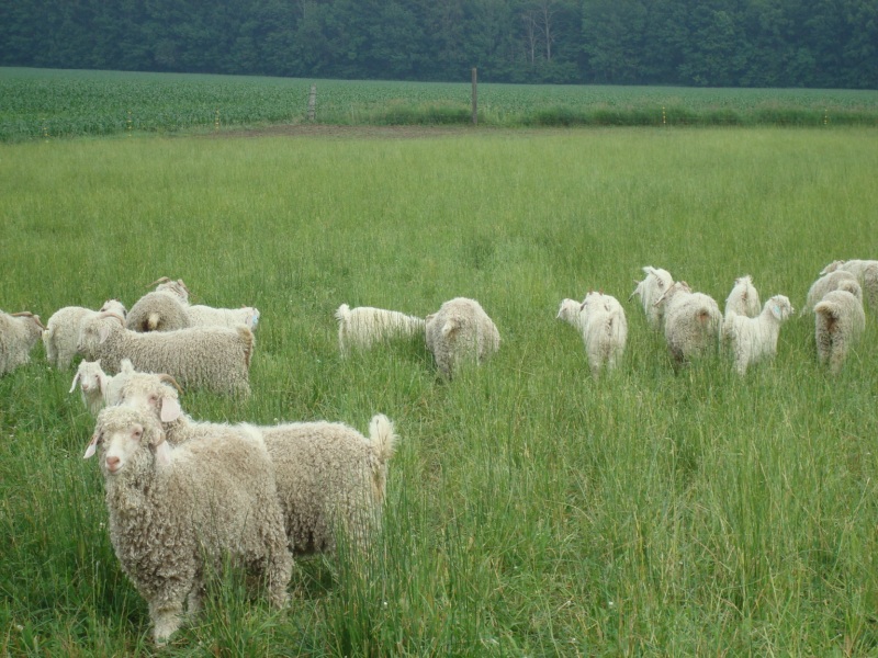 Angora goats