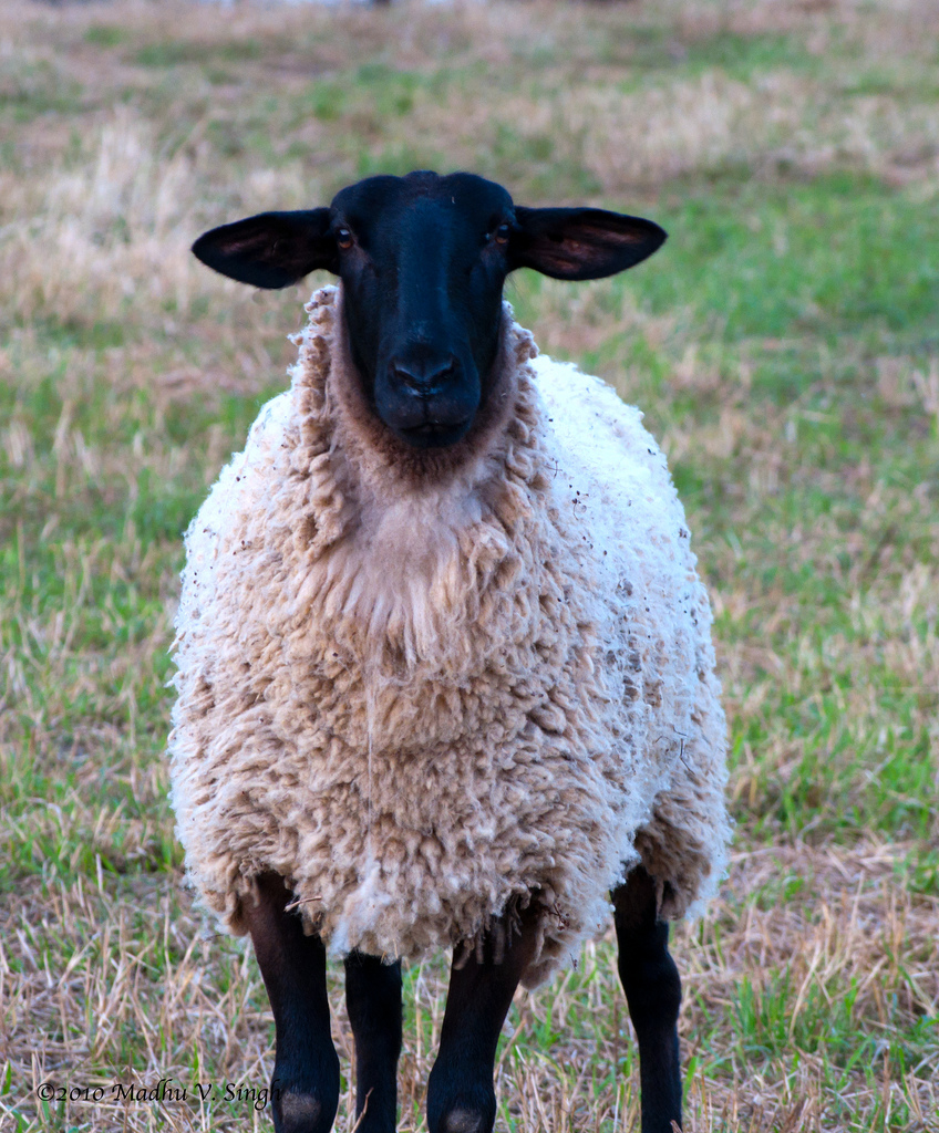Sheep