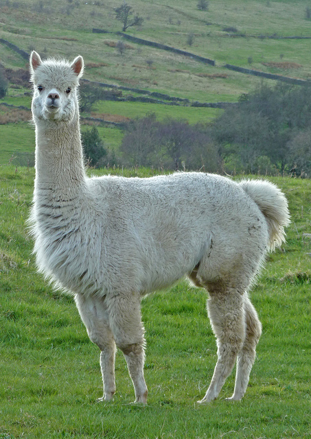 An Alpaca in a field