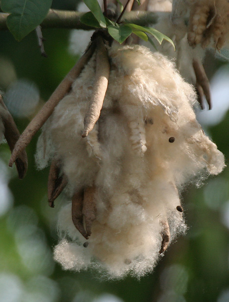 Kapok seeds within fibres