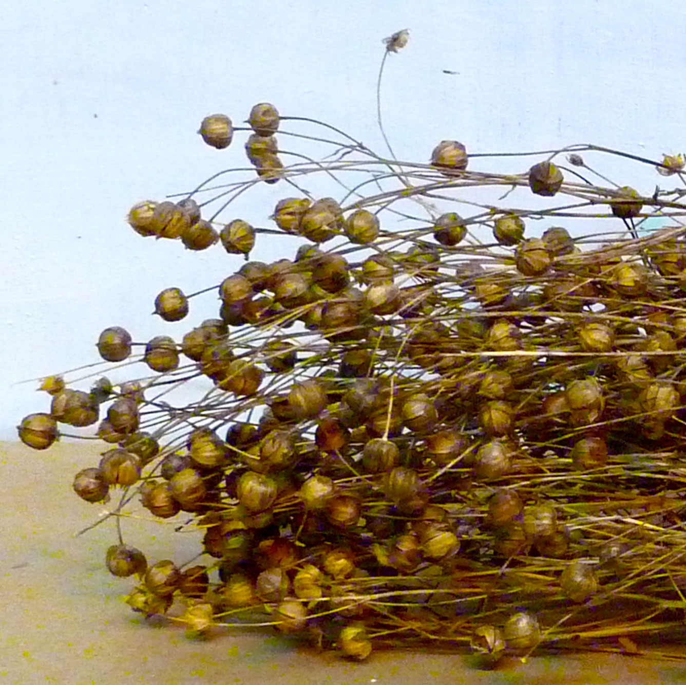 Flax