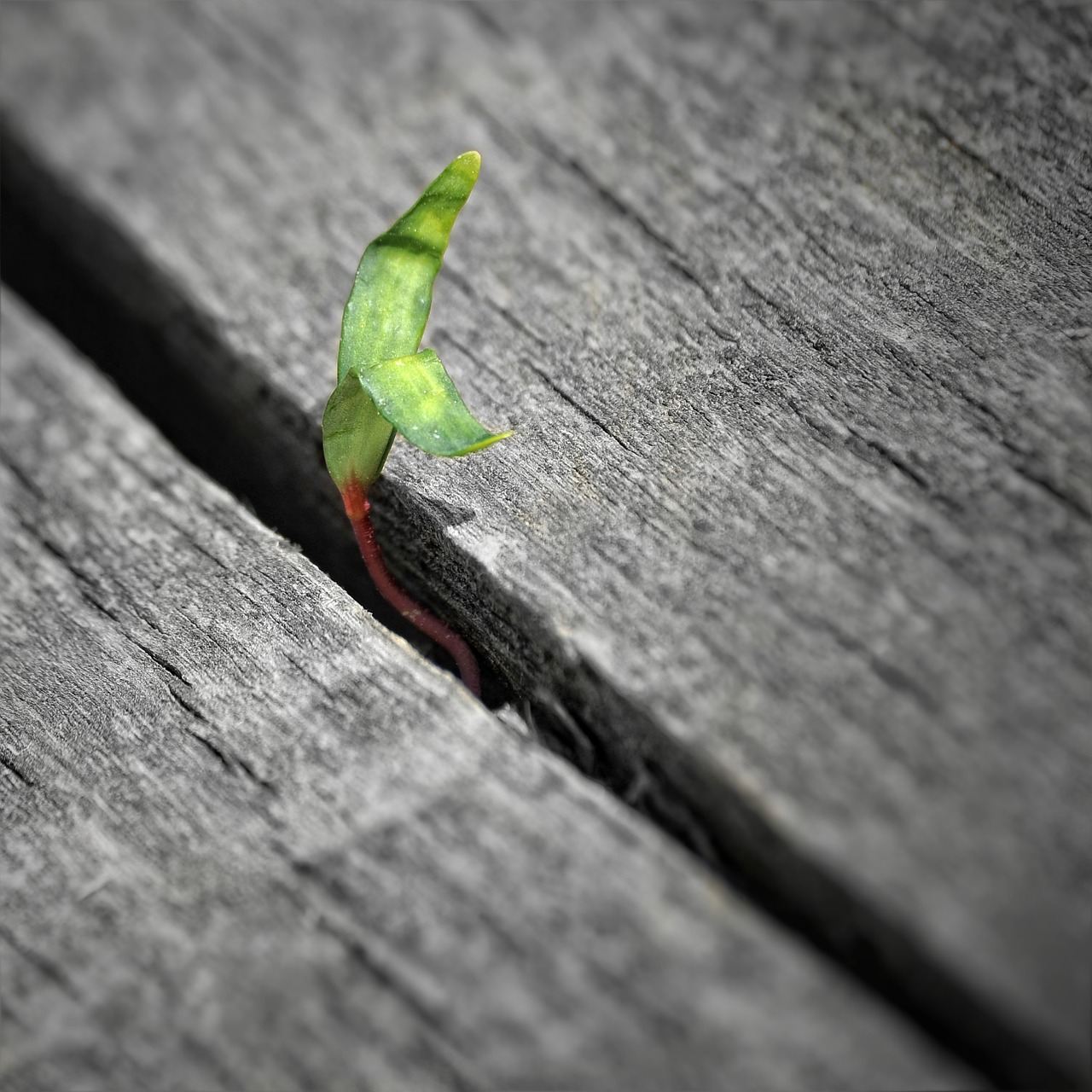 leaf signifying an ongoing cycle