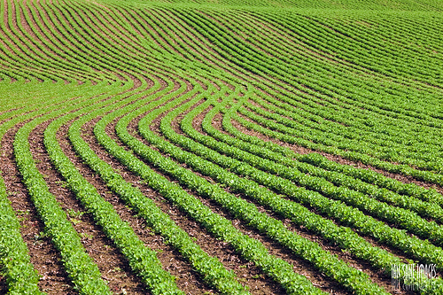 planted fields