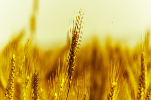 corn in field