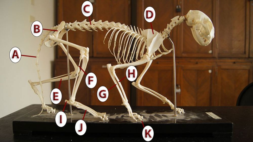 labelled skeleton of a cat