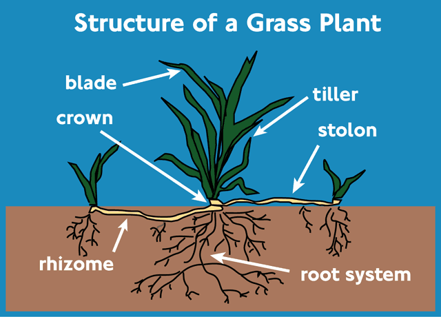 Grass plant structure