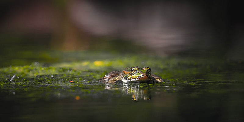 frog in a puddle