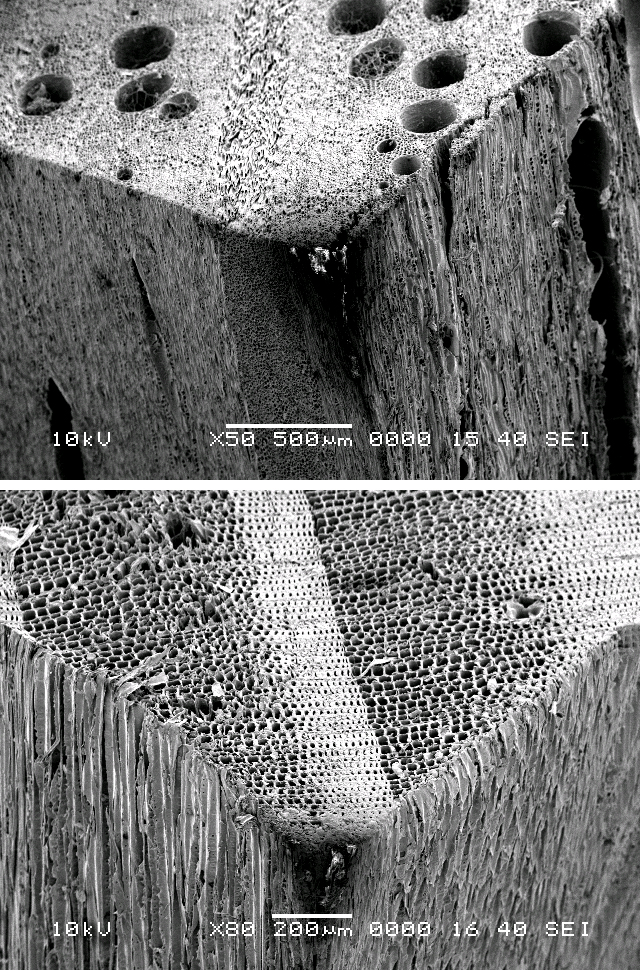 Microstructure of Hard and Softwoods