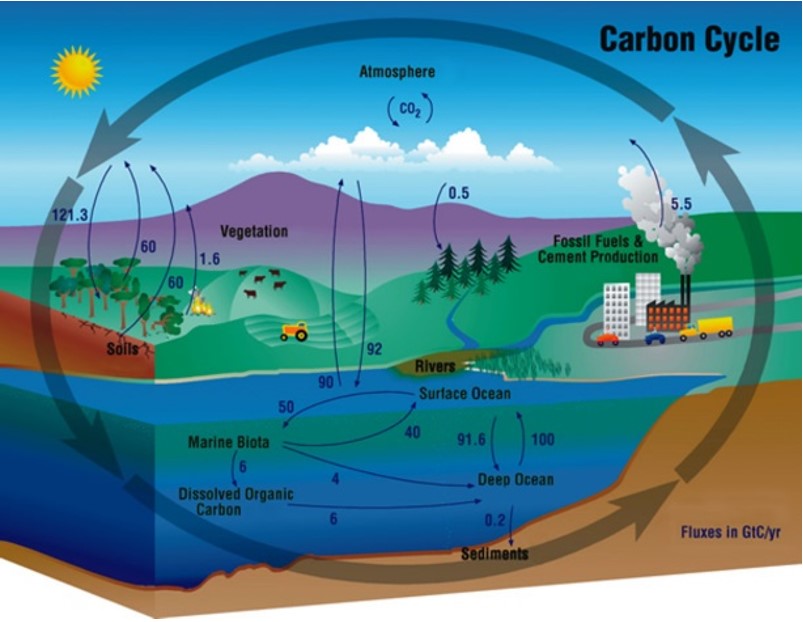 carbon cycle diagram