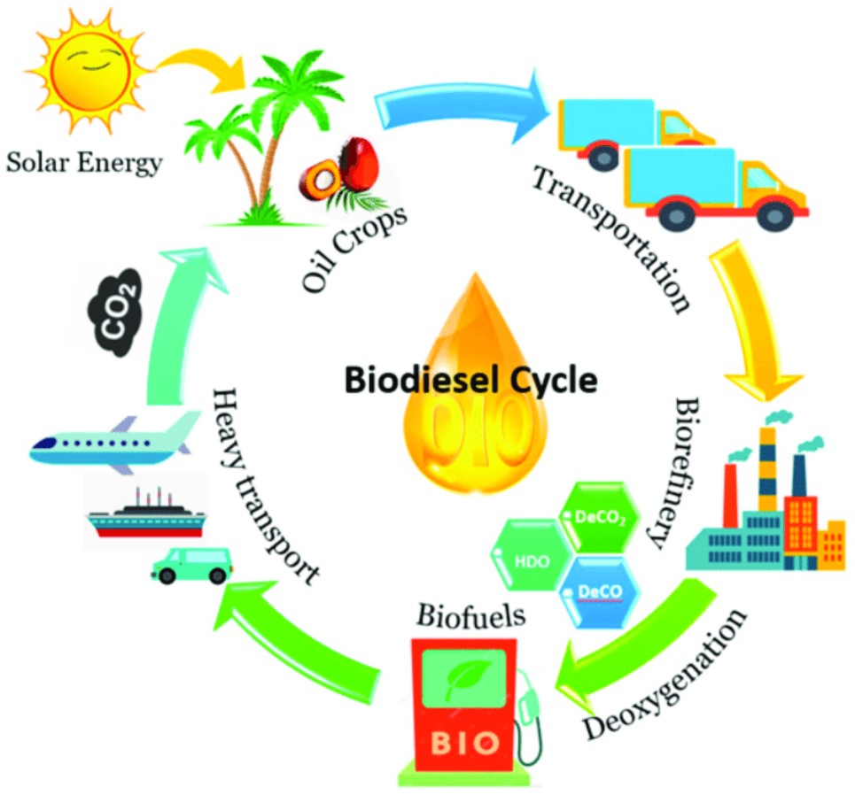 bio-diesel lifecycle
