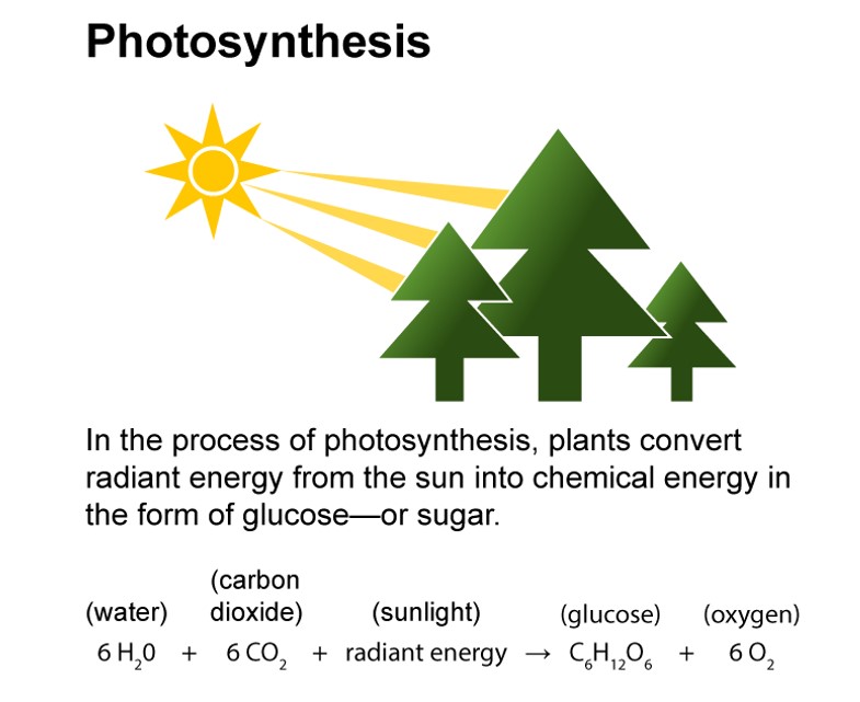 photosynthesis diagram