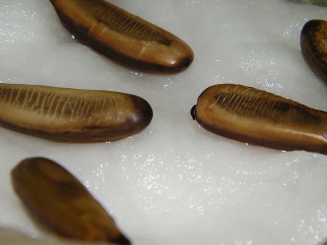 Image of tree seeds imbibing