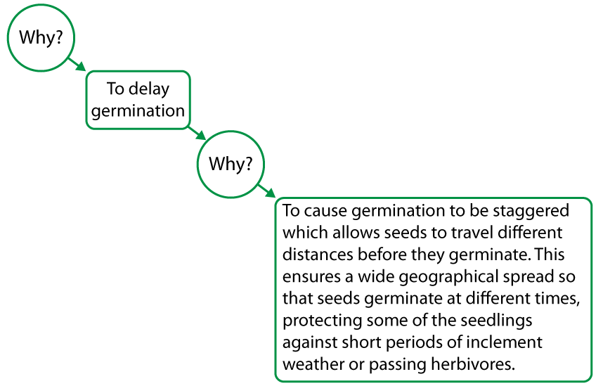 Why? To delary germination. Why? To cause germination to be staggered which allows seeds to travel different distances before they germinate. This ensures a wide geographical spread so that seeds germinate at different times, protecting some of the seedlings against short periods of inclement weather or passing herbivores.