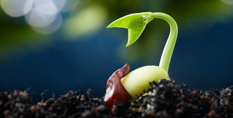 Image of shoot emerging from seed