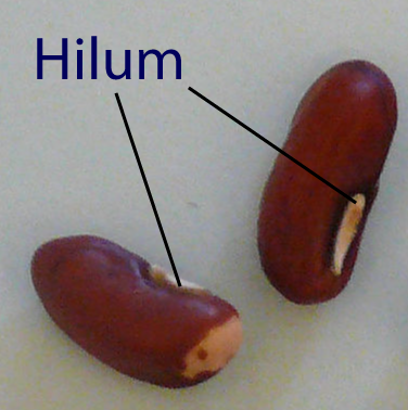 Image showing the location of the hilum.