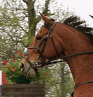 A horse on cross-country wearing a gag bit