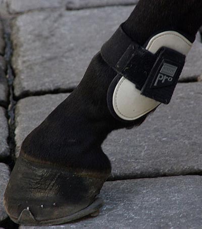 Fetlock boot