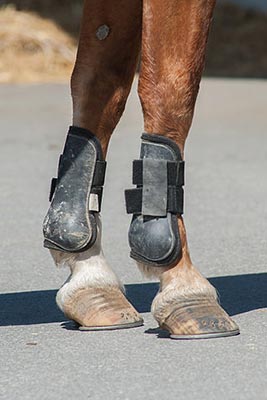 Front tendon boots