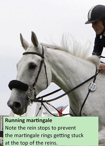 Running martingale  - note the rein stops to prevent the martingale rings getting stuck at the top of the reins